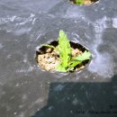 한샘농장 이미지