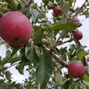 연진농장 이미지