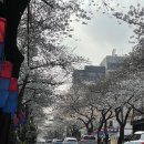 제주 벚꽃 전농로 실시간 벚꽃 현황 / 쿸쿸제과(현재 하나 먹은 후기)