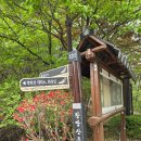 (주)마니커포천지점 | [포천] 봄꽃 성지 왕방산 등산 코스(26.04.20 개화 상태)
