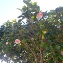 동백농장 이미지