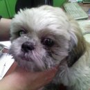 비비펫동물병원 이미지