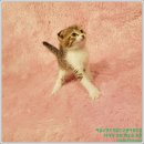 로얄사 | [반려동물리뷰]광주고양이분양 어떻게해야 잘 받을까?