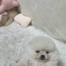 하나애견 | 청라애견분양 소중한 일상