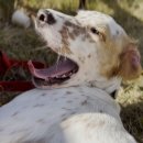 출장펫쌀롱 빙구네 이미지