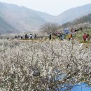 양산 원동매화축제 2019 이미지