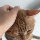 숲냥숲냥 이미지