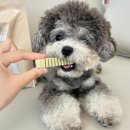 소형견개껌 티덴브러쉬 장 후기