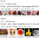 세계선인장 이미지