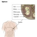 가비장의 이미지