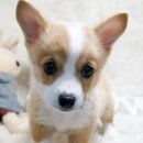 스타멍스 이미지