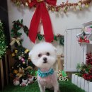 쪼쪼애견 이미지