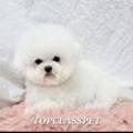 BICHON KOREA 이미지