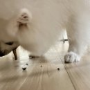 낼름멍푸드 이미지