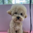 멍멍 애견미용 이미지