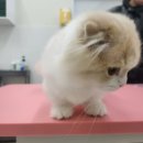 블링모모
