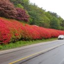 곡성 섬진강변 철쭉길 이미지