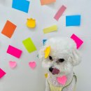 하이멍멍 이미지