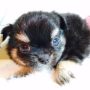 아이러브독 서초점 이미지