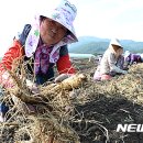 경남인삼 이미지