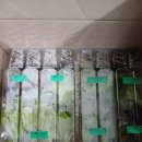 넝쿨농장 이미지