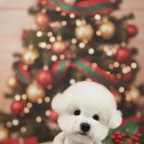 시루 반려견 미용 이미지