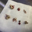 24시 폴 동물병원 이미지