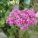 강화배꽃집 이미지