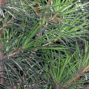 금송목재 이미지