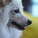 엔젤독스애견 이미지