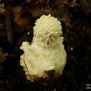 흰오뚜기광대버섯 이미지