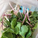 솔베이지 민박 이미지