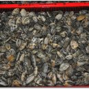 한산조개구이 이미지