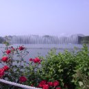 장미농원 이미지