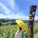 씨유 함안장지IC점 | 함안 해바라기축제 강주해바라기마을 가을 꽃축제 가볼만한곳