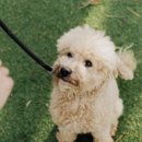 러브독애견카페 이미지