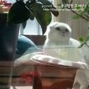 뒤늦은 모찌 중성화수술했다아~빈궁마마야앙 ㅠ