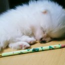 개귀여워 이미지