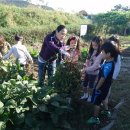 충주 가흥초 충북일보