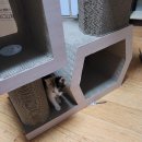 도담이 이미지