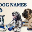 루나(LUNA) 이미지