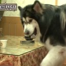 말꼬지농장 Daum카페