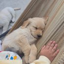 증평자동차서비스 | [충북 증평] 증평 카페 무무 내돈내산후기 / 어른도 할 수 있는 동물체험