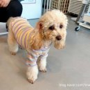 삐삐라떼 이미지