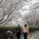 중랑천 | 2026 동대문구 벚꽃축제 중랑천 장안벚꽃로 실시간 후기 벚꽃 개화 상태