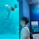 현대자동차 태화점 | 울산 여행 돌고래 장생포 고래생태체험관 설명회 시간 수국축제 방문후기