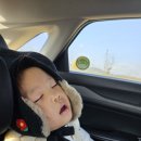 앙유 | 제주도 표선 아이와 가볼만한곳 제주 목장카페 밭디 승마체험 추천