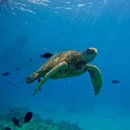 5657 | [하와이 신혼여행] 거북이 스노쿨링 액티비티 핵추천 + 후기