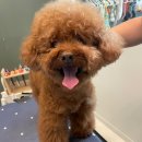 퍼피블랑 이미지