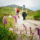 생태계 복원의 땅, 노고단에서 만나는 가을 야생화 이미지